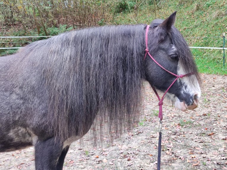 Cob Irlandese / Tinker / Gypsy Vanner Giumenta 13 Anni 140 cm Roano blu in Andervenne