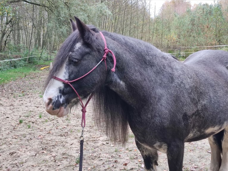 Cob Irlandese / Tinker / Gypsy Vanner Giumenta 13 Anni 140 cm Roano blu in Andervenne