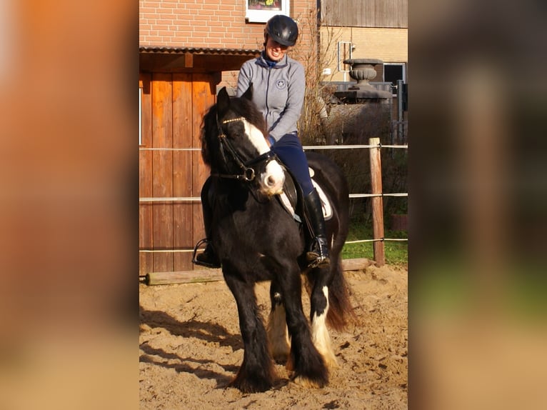 Cob Irlandese / Tinker / Gypsy Vanner Giumenta 13 Anni 142 cm Morello in Velpke