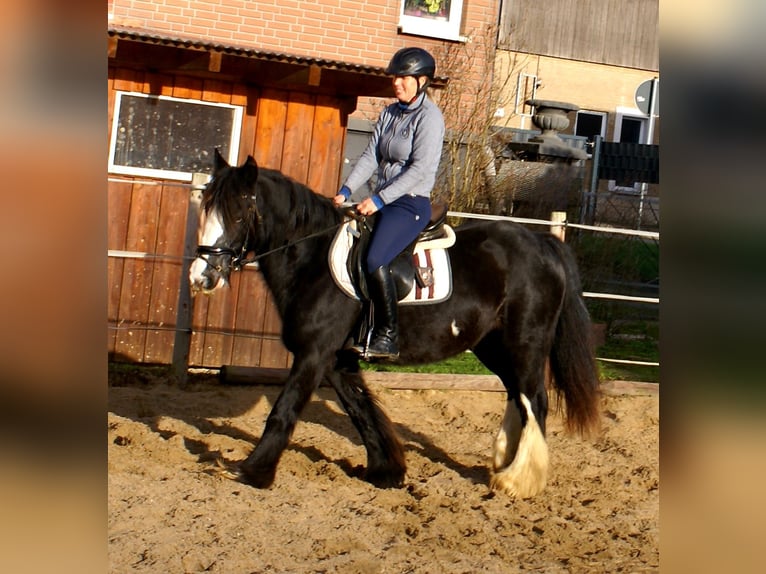 Cob Irlandese / Tinker / Gypsy Vanner Giumenta 13 Anni 142 cm Morello in Velpke