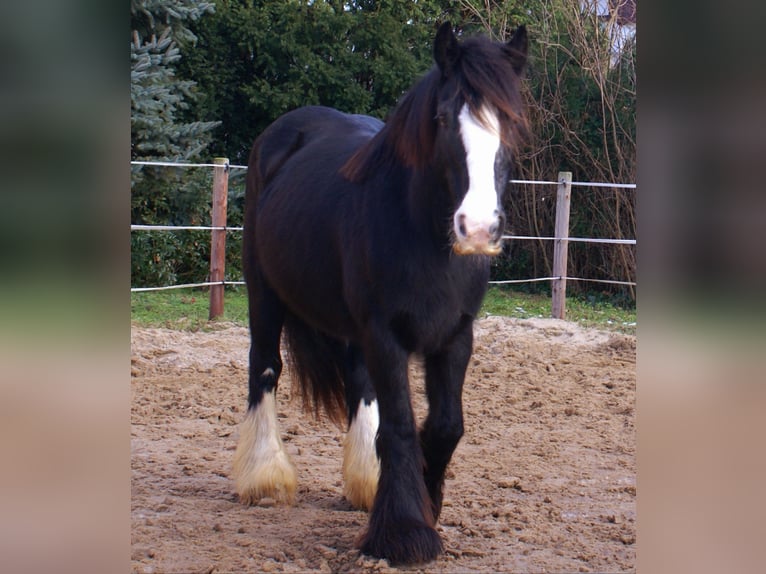 Cob Irlandese / Tinker / Gypsy Vanner Giumenta 13 Anni 142 cm Morello in Velpke