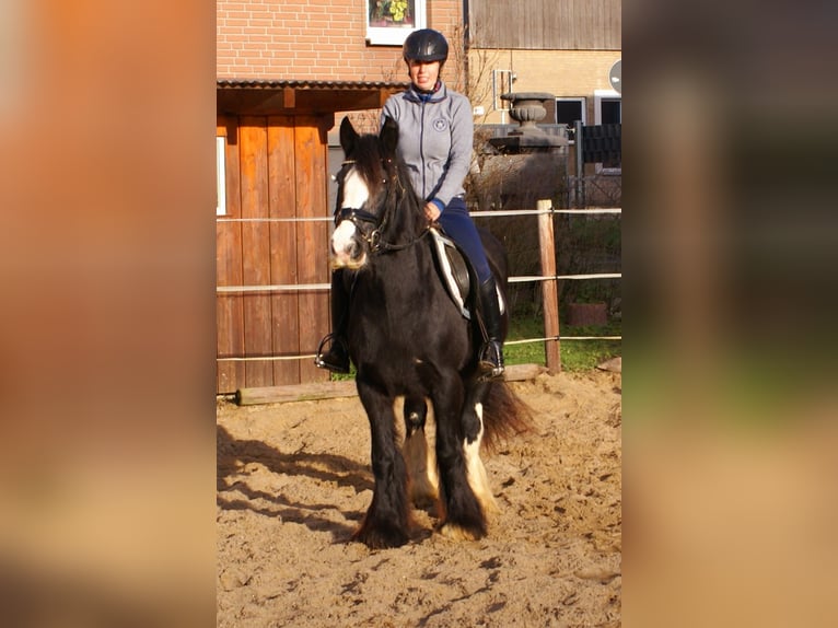 Cob Irlandese / Tinker / Gypsy Vanner Giumenta 13 Anni 142 cm Morello in Velpke