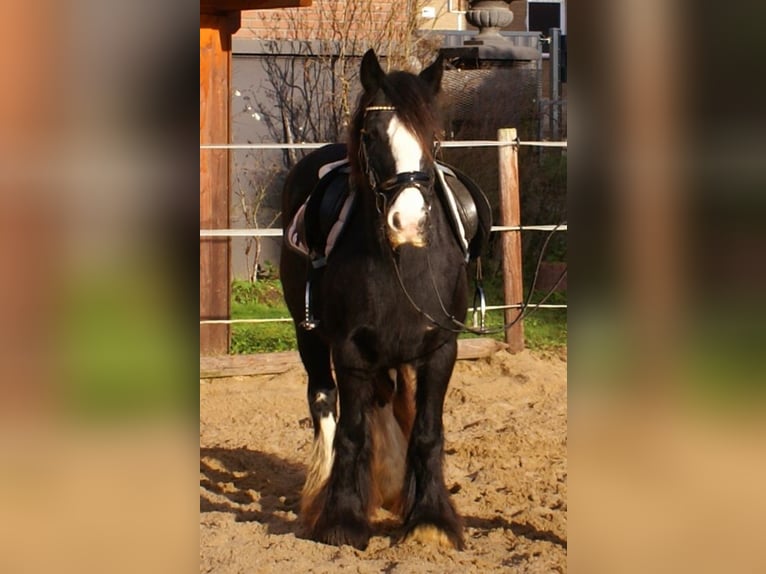 Cob Irlandese / Tinker / Gypsy Vanner Giumenta 13 Anni 142 cm Morello in Velpke