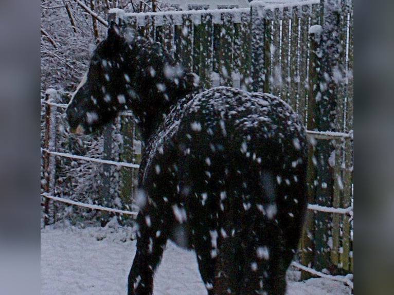 Cob Irlandese / Tinker / Gypsy Vanner Giumenta 13 Anni 142 cm Morello in Velpke