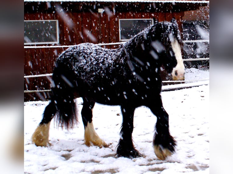 Cob Irlandese / Tinker / Gypsy Vanner Giumenta 13 Anni 142 cm Morello in Velpke