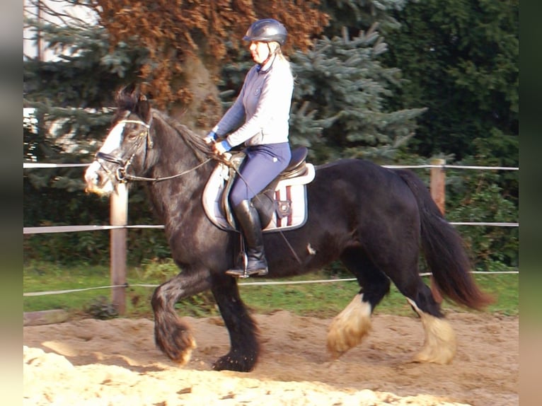 Cob Irlandese / Tinker / Gypsy Vanner Giumenta 13 Anni 142 cm Morello in Velpke