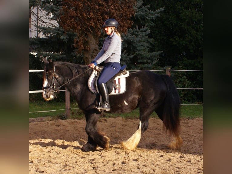 Cob Irlandese / Tinker / Gypsy Vanner Giumenta 13 Anni 142 cm Morello in Velpke