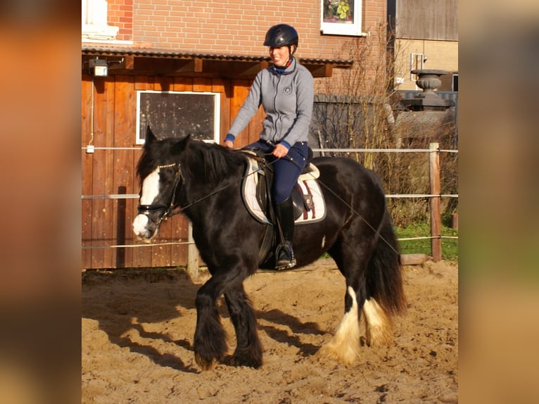 Cob Irlandese / Tinker / Gypsy Vanner Giumenta 13 Anni 142 cm Morello in Velpke