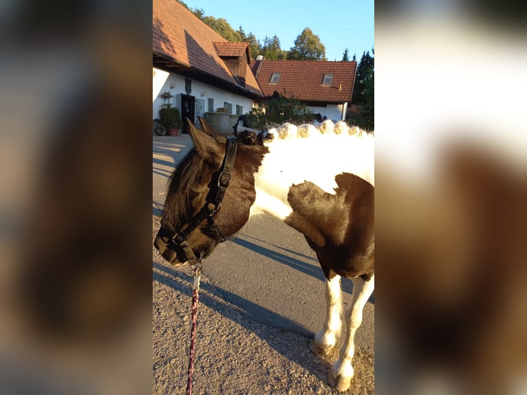 Cob Irlandese / Tinker / Gypsy Vanner Mix Giumenta 13 Anni 145 cm Pezzato in Mellach