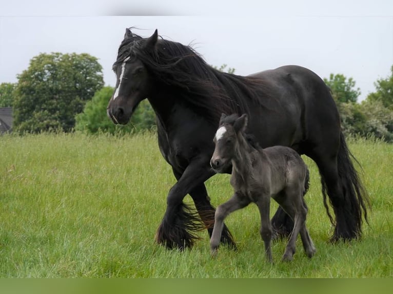 Cob Irlandese / Tinker / Gypsy Vanner Giumenta 13 Anni 146 cm Baio nero in Ratingen