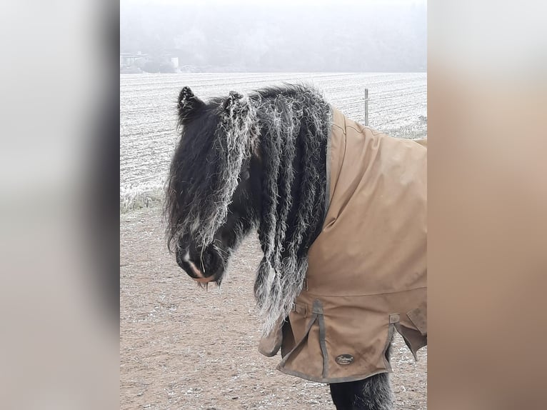 Cob Irlandese / Tinker / Gypsy Vanner Giumenta 13 Anni 146 cm Baio nero in Ratingen