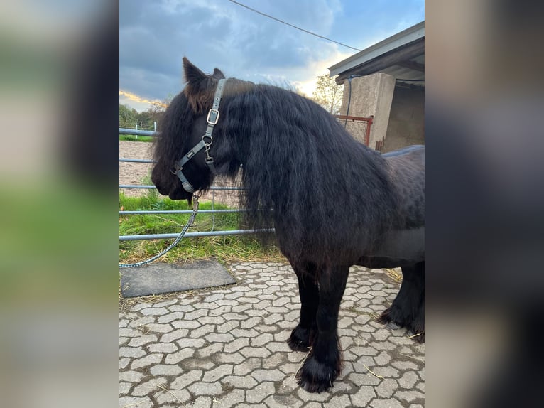 Cob Irlandese / Tinker / Gypsy Vanner Giumenta 13 Anni 146 cm Baio nero in Ratingen