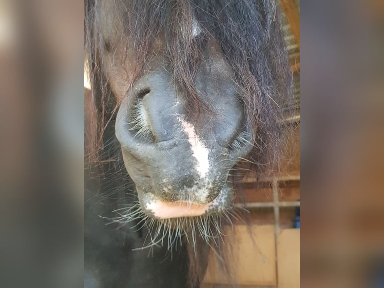 Cob Irlandese / Tinker / Gypsy Vanner Giumenta 13 Anni 146 cm Baio nero in Ratingen