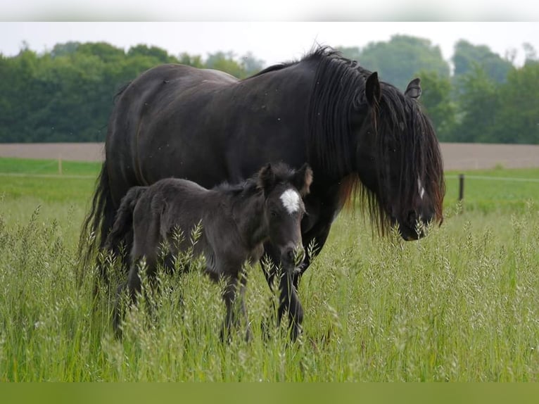 Cob Irlandese / Tinker / Gypsy Vanner Giumenta 13 Anni 146 cm Baio nero in Ratingen