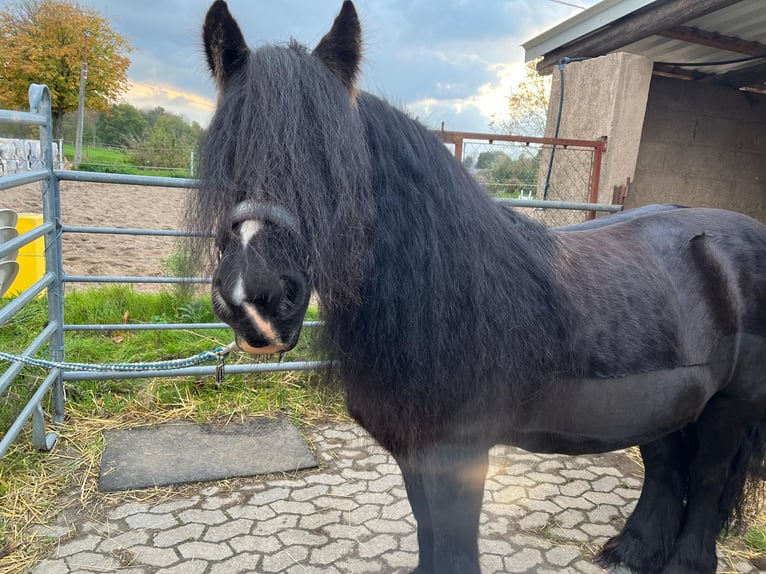 Cob Irlandese / Tinker / Gypsy Vanner Giumenta 13 Anni 146 cm Baio nero in Ratingen