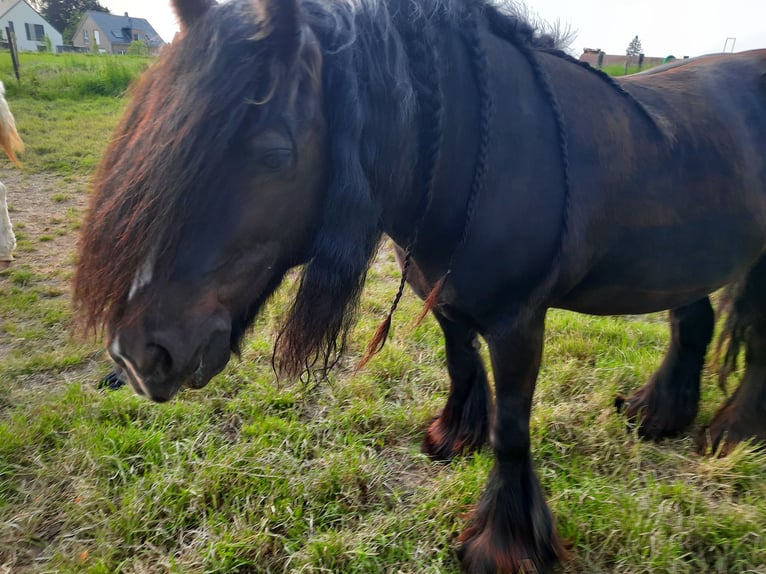 Cob Irlandese / Tinker / Gypsy Vanner Giumenta 13 Anni 146 cm Baio nero in Ratingen