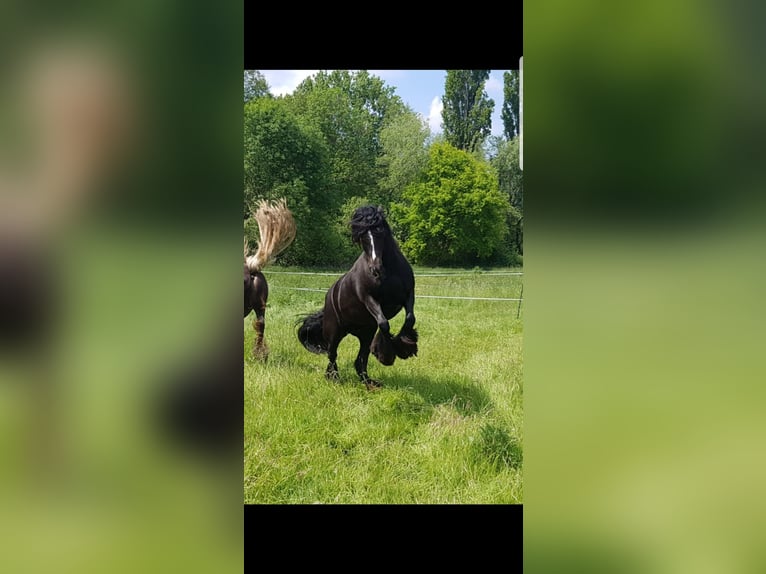 Cob Irlandese / Tinker / Gypsy Vanner Giumenta 13 Anni 146 cm Baio nero in Ratingen