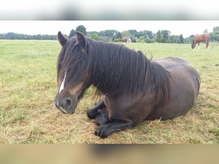 Cob Irlandese / Tinker / Gypsy Vanner Giumenta 13 Anni 146 cm Baio nero in Ratingen