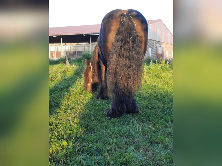 Cob Irlandese / Tinker / Gypsy Vanner Giumenta 13 Anni 146 cm Baio nero in Ratingen