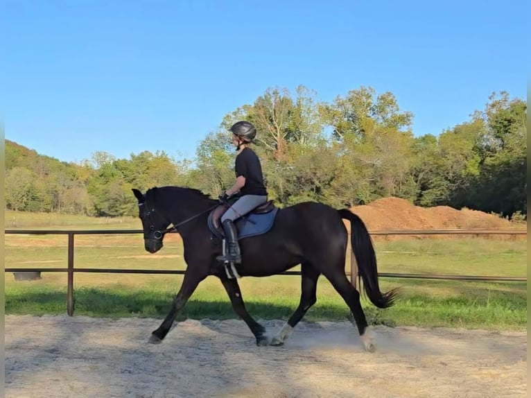 Cob Irlandese / Tinker / Gypsy Vanner Mix Giumenta 13 Anni 152 cm Morello in Farmington