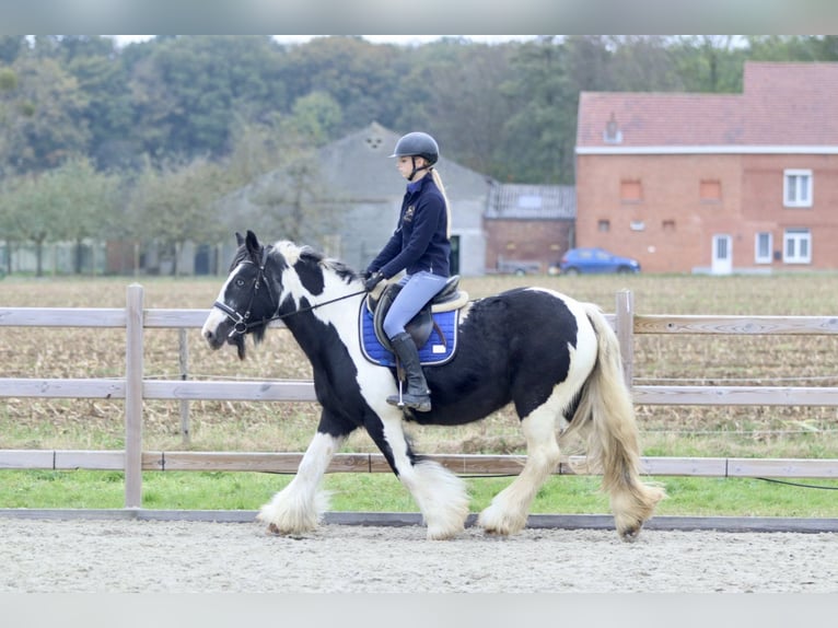 Cob Irlandese / Tinker / Gypsy Vanner Giumenta 13 Anni 152 cm Pezzato in Bogaarden