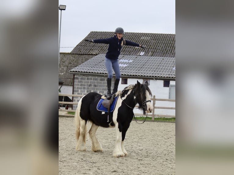 Cob Irlandese / Tinker / Gypsy Vanner Giumenta 13 Anni 152 cm Pezzato in Bogaarden