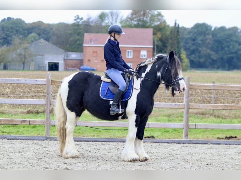 Cob Irlandese / Tinker / Gypsy Vanner Giumenta 13 Anni 152 cm Pezzato in Bogaarden