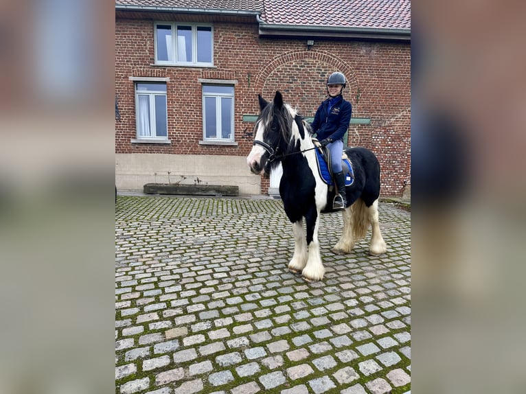 Cob Irlandese / Tinker / Gypsy Vanner Giumenta 13 Anni 152 cm Pezzato in Bogaarden