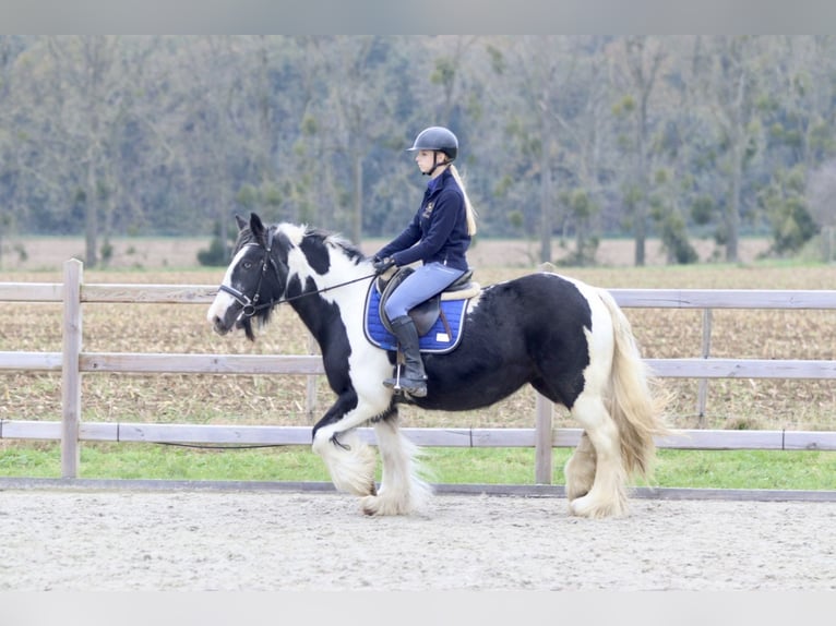 Cob Irlandese / Tinker / Gypsy Vanner Giumenta 13 Anni 152 cm Pezzato in Bogaarden