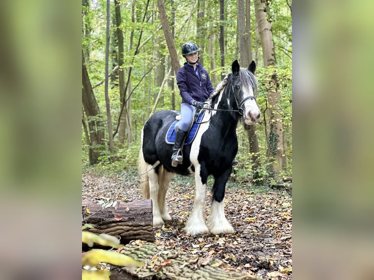 Cob Irlandese / Tinker / Gypsy Vanner Giumenta 13 Anni 152 cm Pezzato in Bogaarden