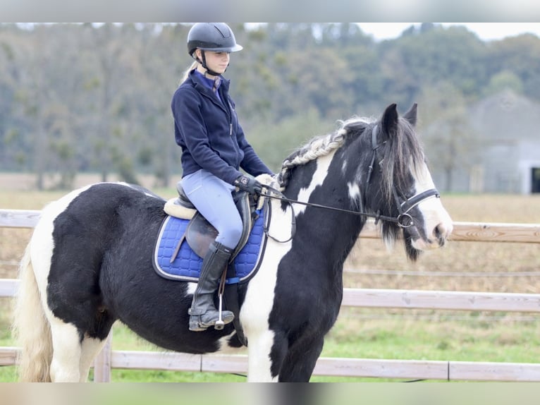 Cob Irlandese / Tinker / Gypsy Vanner Giumenta 13 Anni 152 cm Pezzato in Bogaarden