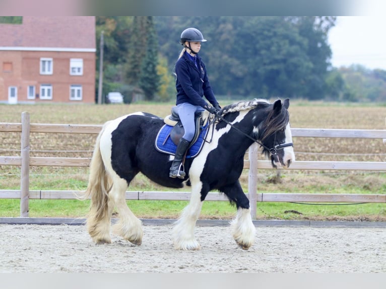 Cob Irlandese / Tinker / Gypsy Vanner Giumenta 13 Anni 152 cm Pezzato in Bogaarden