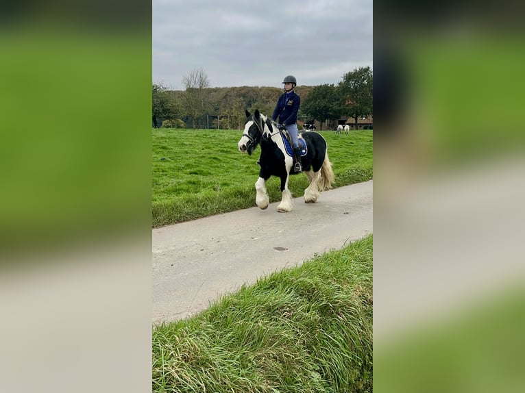 Cob Irlandese / Tinker / Gypsy Vanner Giumenta 13 Anni 152 cm Pezzato in Bogaarden