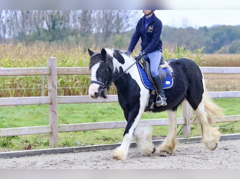 Cob Irlandese / Tinker / Gypsy Vanner Giumenta 13 Anni 152 cm Pezzato in Bogaarden