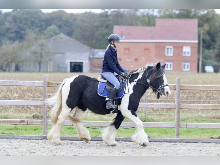 Cob Irlandese / Tinker / Gypsy Vanner Giumenta 13 Anni 152 cm Pezzato in Bogaarden