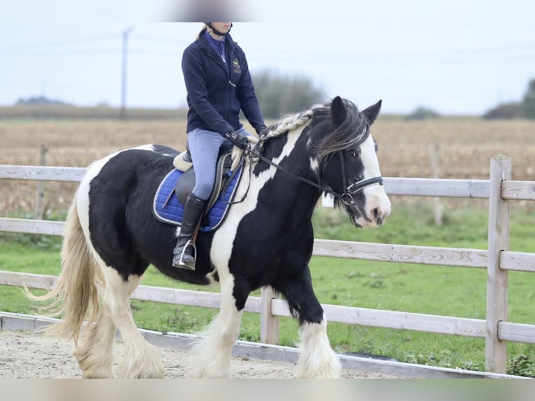 Cob Irlandese / Tinker / Gypsy Vanner Giumenta 13 Anni 152 cm Pezzato in Bogaarden