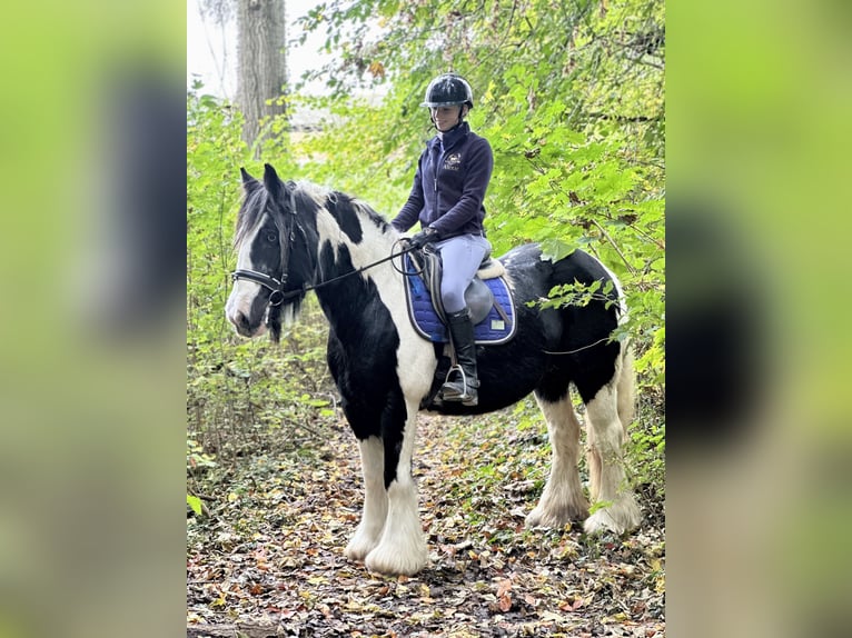 Cob Irlandese / Tinker / Gypsy Vanner Giumenta 13 Anni 152 cm Pezzato in Bogaarden