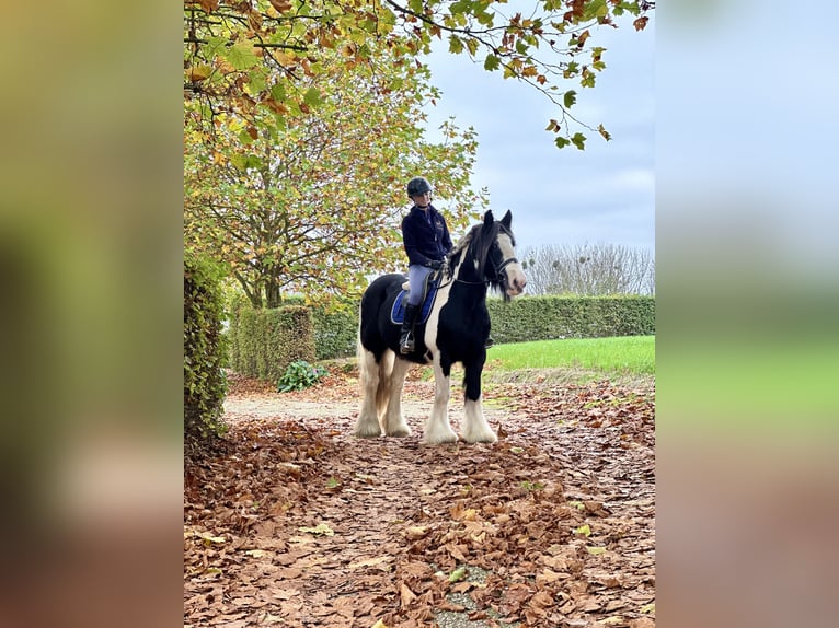 Cob Irlandese / Tinker / Gypsy Vanner Giumenta 13 Anni 152 cm Pezzato in Bogaarden