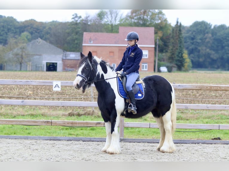 Cob Irlandese / Tinker / Gypsy Vanner Giumenta 13 Anni 152 cm Pezzato in Bogaarden