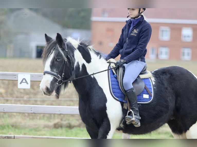 Cob Irlandese / Tinker / Gypsy Vanner Giumenta 13 Anni 152 cm Pezzato in Bogaarden