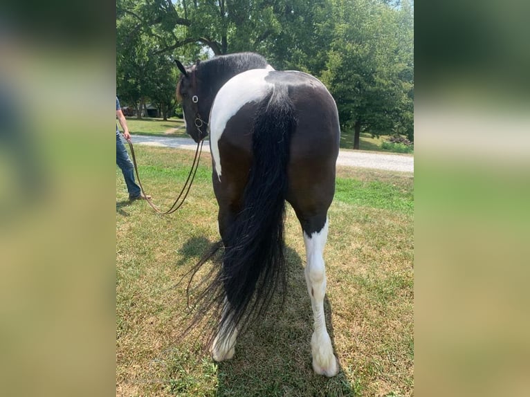 Cob Irlandese / Tinker / Gypsy Vanner Giumenta 13 Anni 152 cm Tobiano-tutti i colori in Lawrenceburg, TN