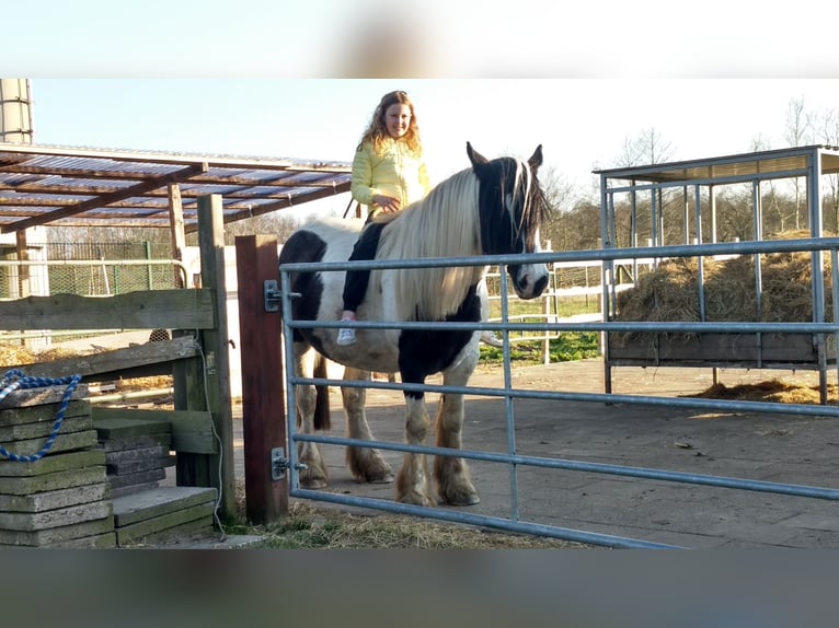 Cob Irlandese / Tinker / Gypsy Vanner Mix Giumenta 13 Anni 156 cm Morello in Bremerhaven