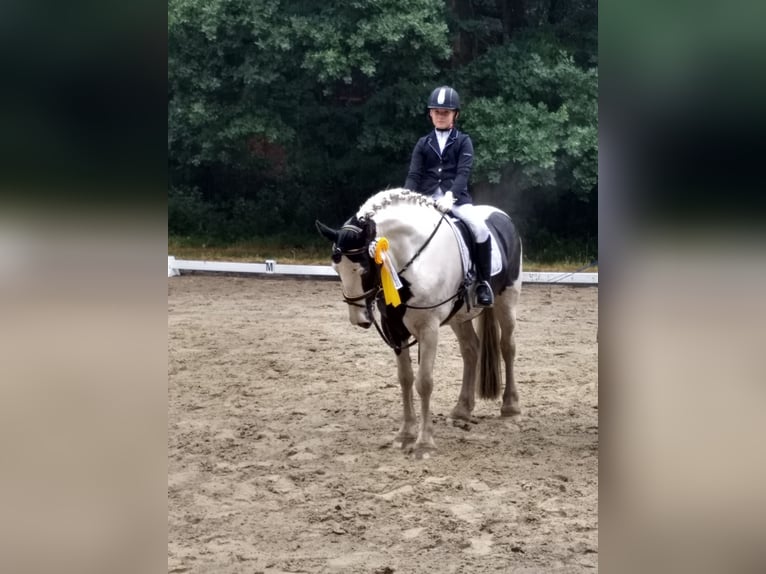 Cob Irlandese / Tinker / Gypsy Vanner Mix Giumenta 13 Anni 156 cm Morello in Bremerhaven