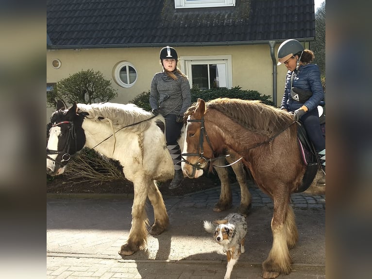 Cob Irlandese / Tinker / Gypsy Vanner Mix Giumenta 13 Anni 156 cm Morello in Bremerhaven