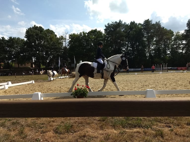 Cob Irlandese / Tinker / Gypsy Vanner Mix Giumenta 13 Anni 156 cm Morello in Bremerhaven