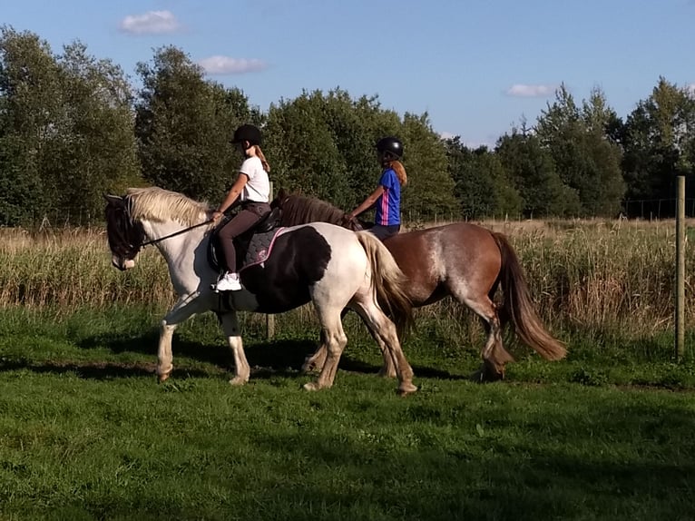 Cob Irlandese / Tinker / Gypsy Vanner Mix Giumenta 13 Anni 156 cm Morello in Bremerhaven