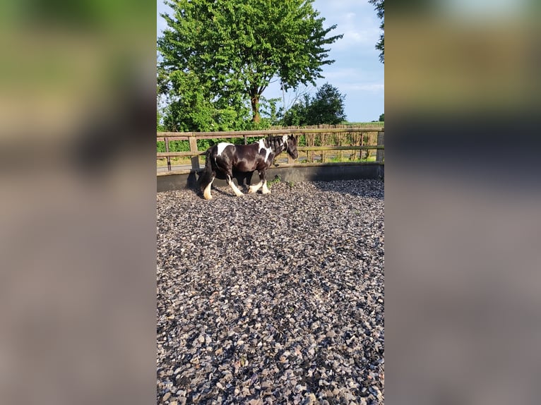 Cob Irlandese / Tinker / Gypsy Vanner Giumenta 13 Anni 163 cm in Bedburg