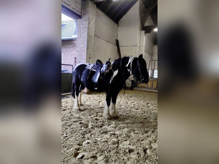 Cob Irlandese / Tinker / Gypsy Vanner Giumenta 13 Anni 163 cm in Bedburg