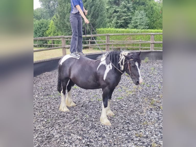 Cob Irlandese / Tinker / Gypsy Vanner Giumenta 13 Anni 163 cm in Bedburg