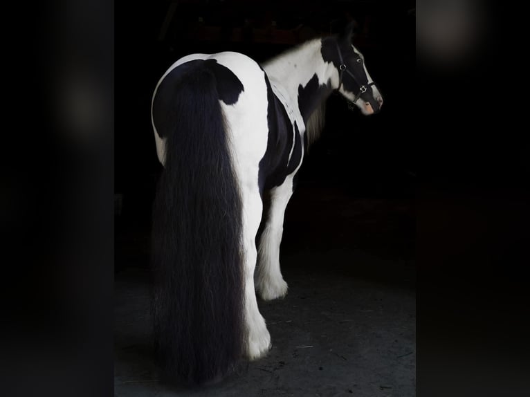 Cob Irlandese / Tinker / Gypsy Vanner Giumenta 13 Anni Tobiano-tutti i colori in Chuluota, FL